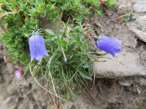 Campanula cochleariifolia (Campanula cochleariifolia)
