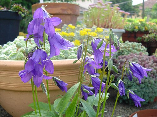 Campanula collina: Campanula collina