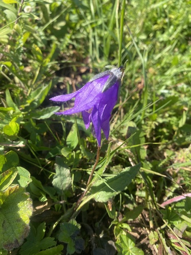 Campanula collina (Campanula collina)