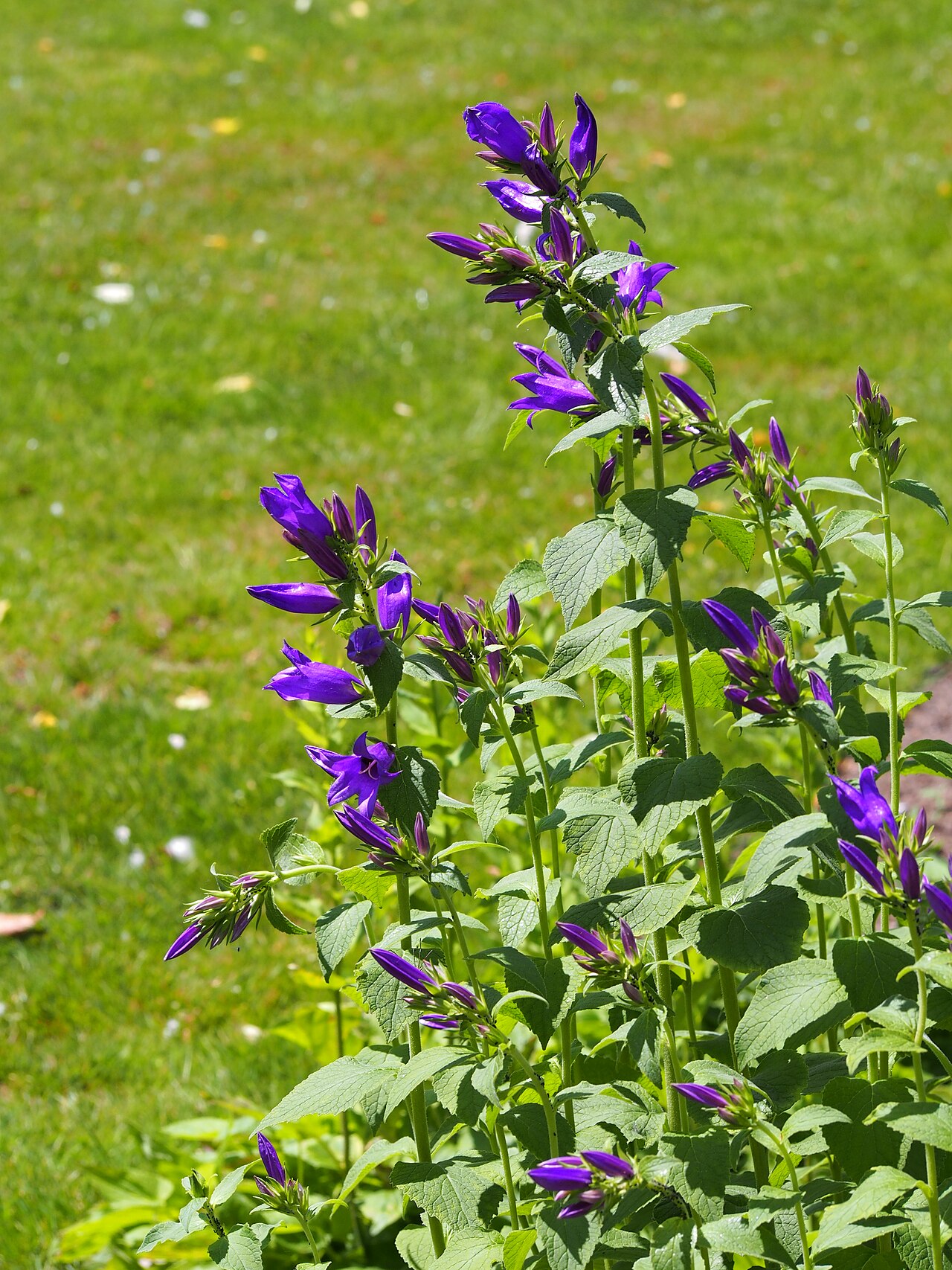 Campanula collina: Blue dwarf bellflower Campanula collina , plant flowering, cultivated in Wrocław University Botanical Garden, Wrocław, Poland.
