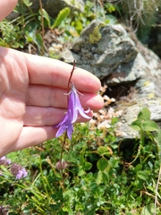 Campanula collina (Campanula collina)