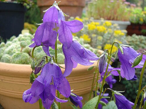 Campanula collina: Campanula collina