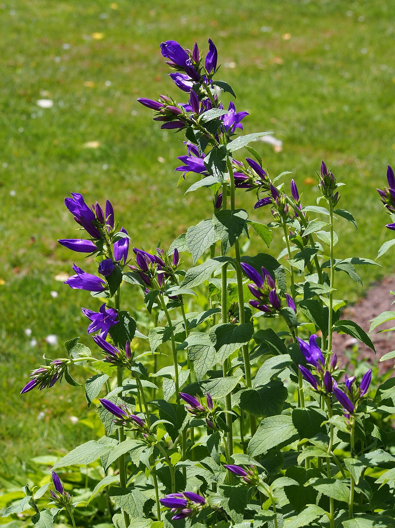 Campanula collina: Blue dwarf bellflower Campanula collina , plant flowering, cultivated in Wrocław University Botanical Garden, Wrocław, Poland.