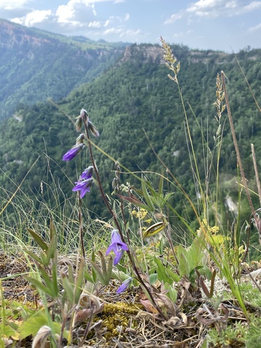 Campanula collina (Campanula collina)