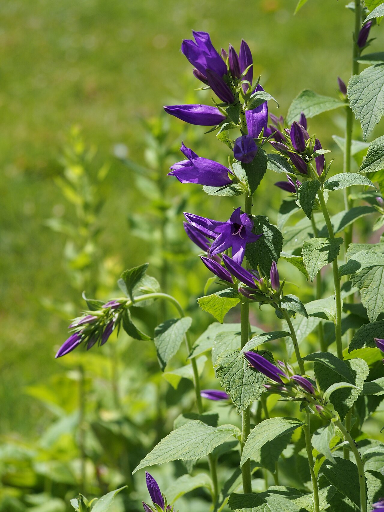 Campanula collina: Blue dwarf bellflower Campanula collina , plant in flower, cultivated in Wrocław University Botanical Garden, Wrocław, Poland.