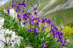 Campanula collina (Campanula collina)