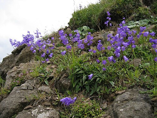 Campanula collina: Campanula collina in its natural habitat