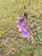 Campanula collina (Campanula collina)
