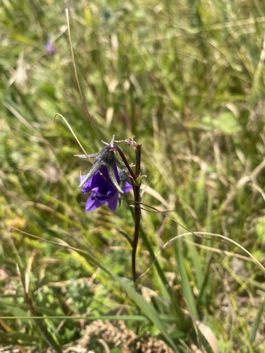 Campanula collina (Campanula collina)