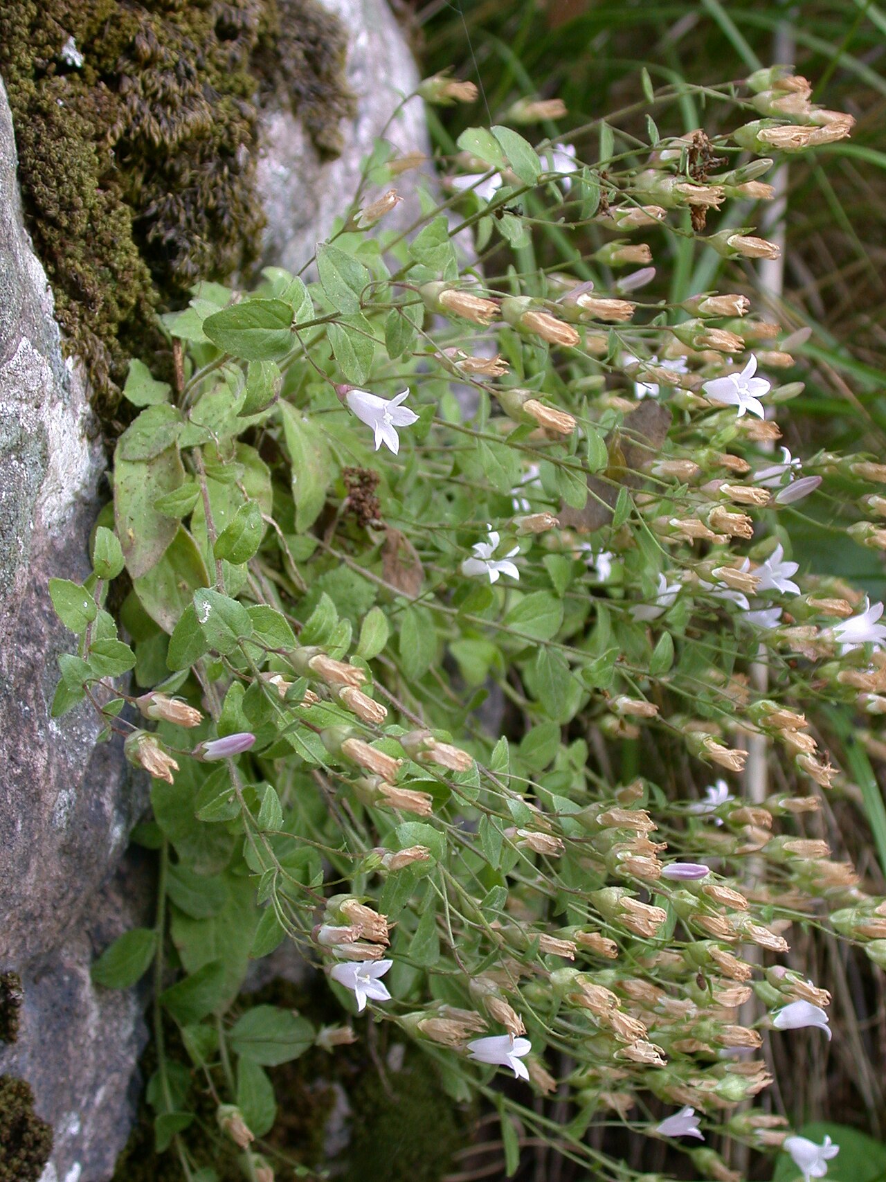 Campanula damascena: Campanula damascena Labill., Nahal Kziv, Upper Galilee, Israel, May 17 2006.