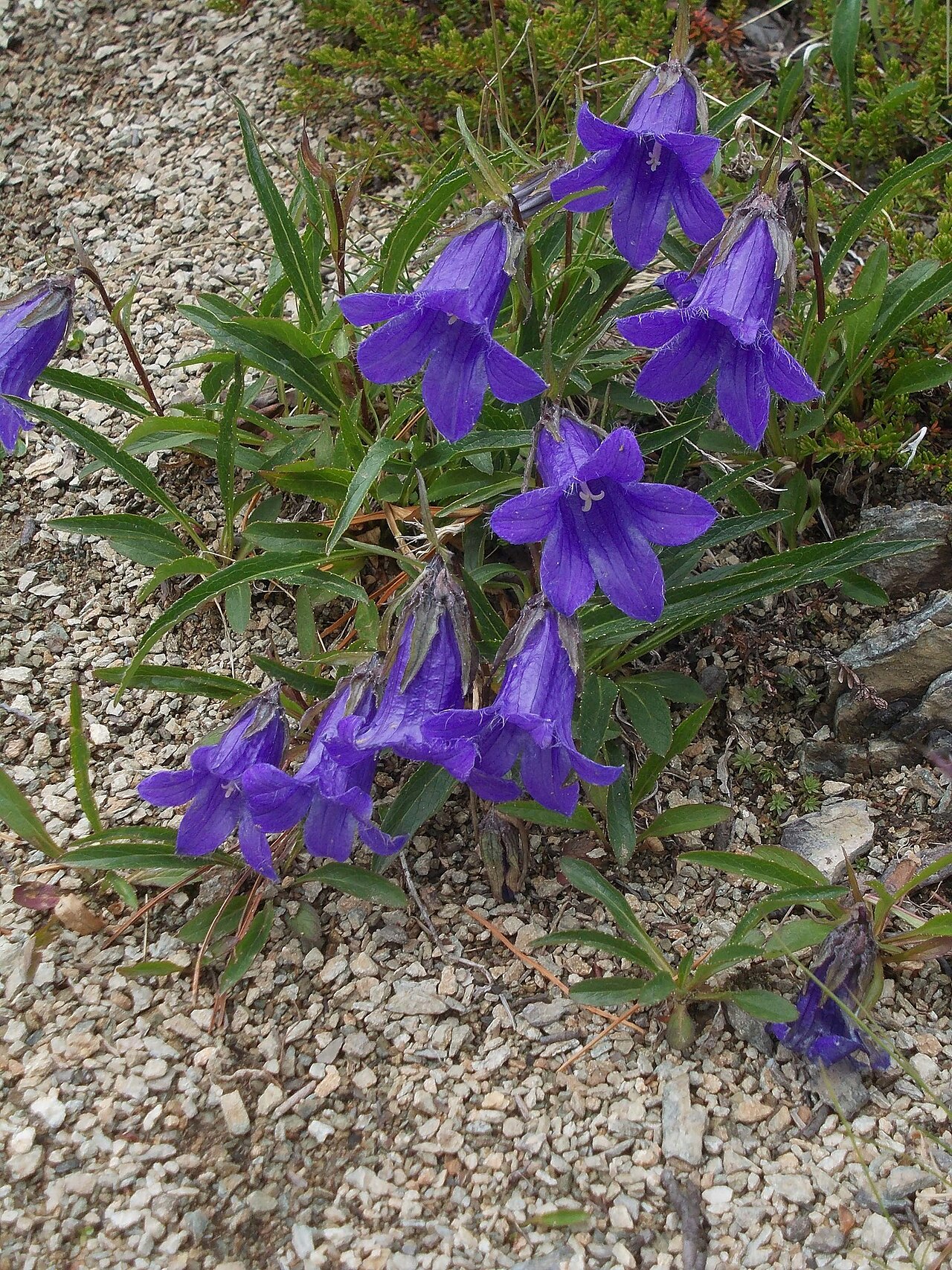 Campanula dasyantha: Campanula dasyantha