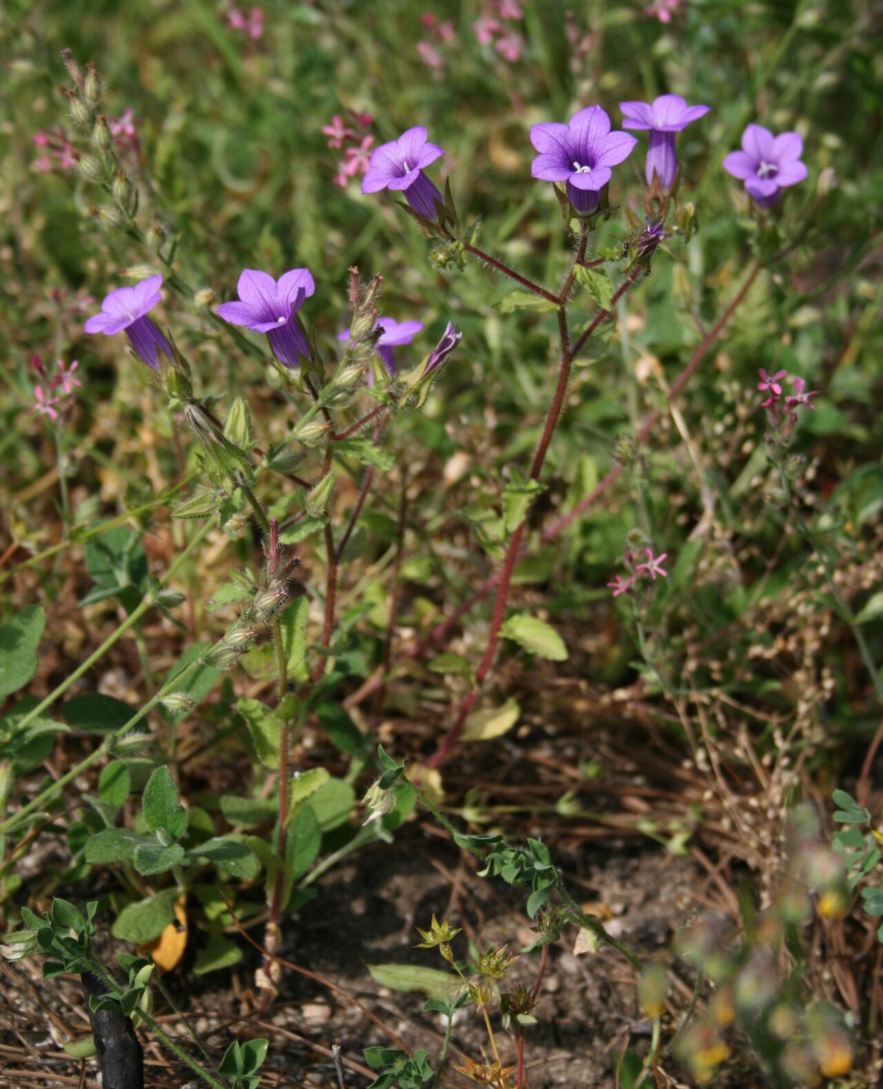 Campanula dichotoma: Campanula dichotoma , Glockenblumengewächse (Campanulaceae) - Italien/Italia/Italy: Kalabrien/Calabria, Prov. Reggio Calabria, Aspromonte, bei San Peri, SSE Sci