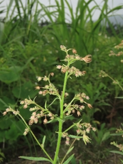 Campanula dimorphantha (Campanula dimorphantha)