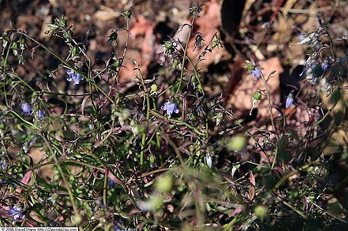 Small bonny bellflower: Location taken: United States Botanic Garden, Washington D.C.. Names: Campanula divaricata Michx., Appalachian Bellflower, Panicled Bellflower, Small Bonny Bell