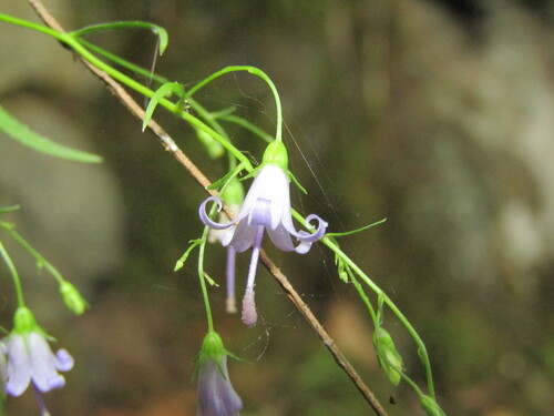 Small bonny bellflower (Campanula divaricata)