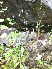 Small bonny bellflower (Campanula divaricata)