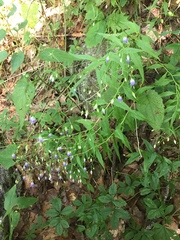 Small bonny bellflower (Campanula divaricata)