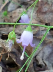 Small bonny bellflower (Campanula divaricata)
