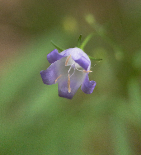 Small bonny bellflower (Campanula divaricata)