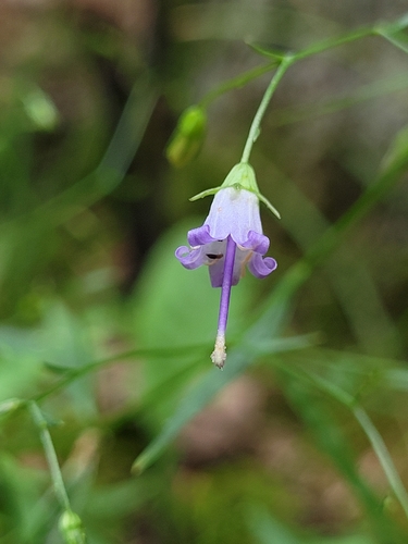Small bonny bellflower (Campanula divaricata)
