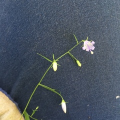 Small bonny bellflower (Campanula divaricata)