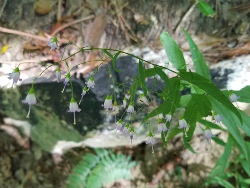 Small bonny bellflower (Campanula divaricata)
