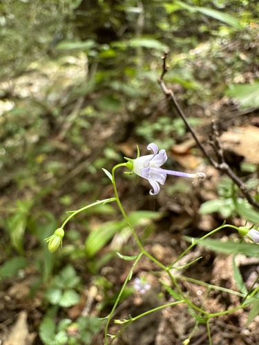 Small bonny bellflower (Campanula divaricata)