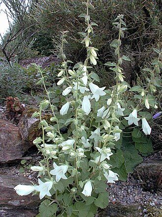 Campanula dolomitica: Plante du Caucase, stolonifère, de 30 à 60 cm, poussant sur les pelouses rocheuses calcaire.