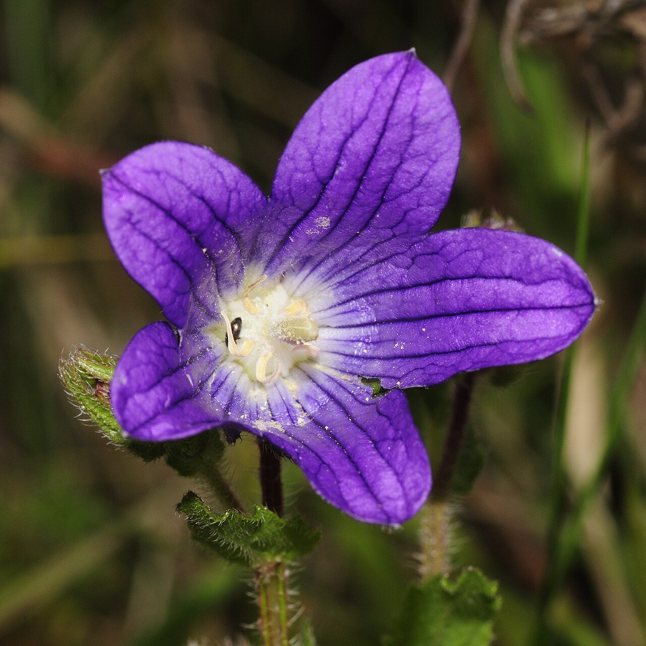 Campanula edulis: Campanula edulis . Species of plant.