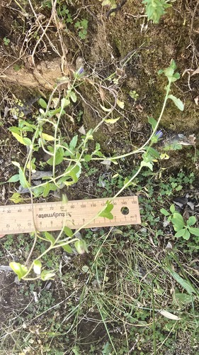 Campanula edulis (Campanula edulis)