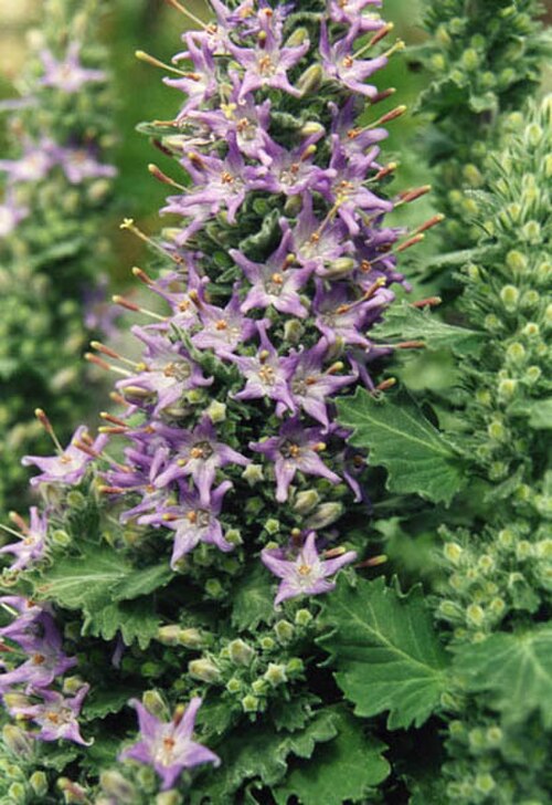 Campanula elatinoides: Campanula elatinoides