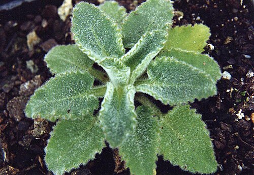 Campanula elatinoides: Campanula elatinoides
