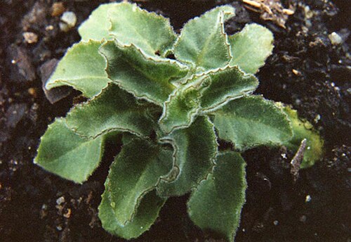 Campanula elatinoides: Campanula elatinoides