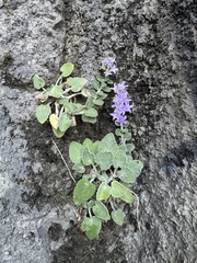 Campanula elatinoides (Campanula elatinoides)