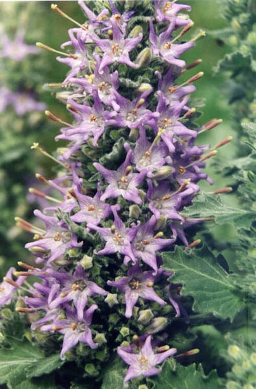 Campanula elatinoides: Campanula elatinoides