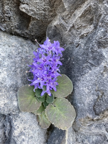 Campanula elatinoides (Campanula elatinoides)