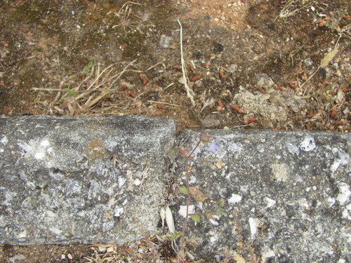 Campanula erinus (Campanula erinus)