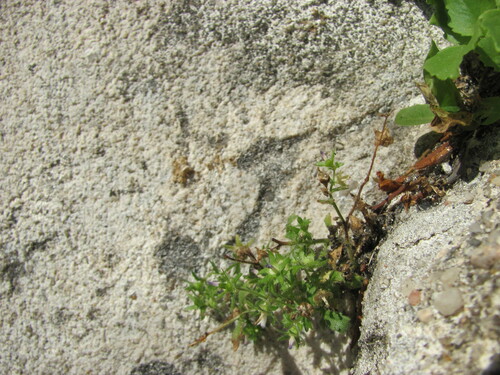 Campanula erinus (Campanula erinus)