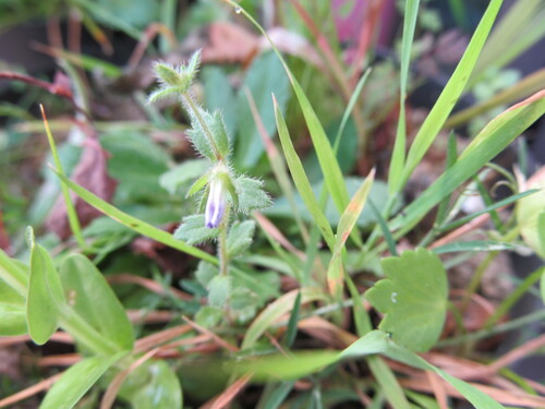 Campanula erinus (Campanula erinus)