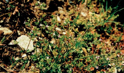 Campanula erinus (Campanula erinus)