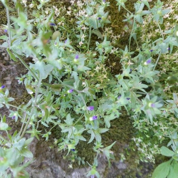 Campanula erinus (Campanula erinus)