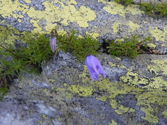Campanula excisa (Campanula excisa)