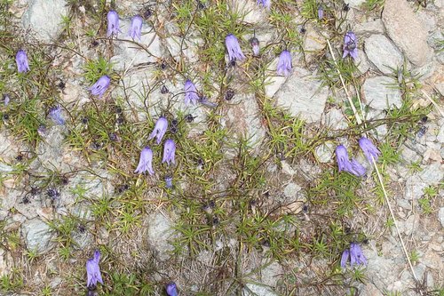 Campanula excisa (Campanula excisa)