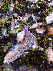Campanula excisa (Campanula excisa)