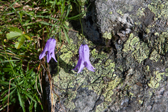 Campanula excisa (Campanula excisa)
