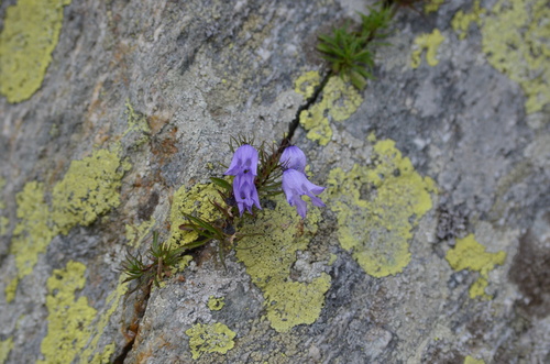 Campanula excisa (Campanula excisa)