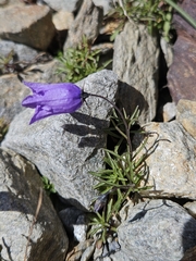 Campanula excisa (Campanula excisa)