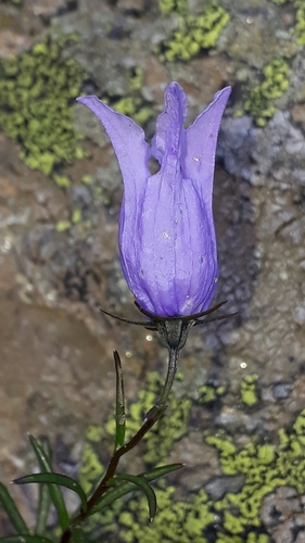 Campanula excisa (Campanula excisa)