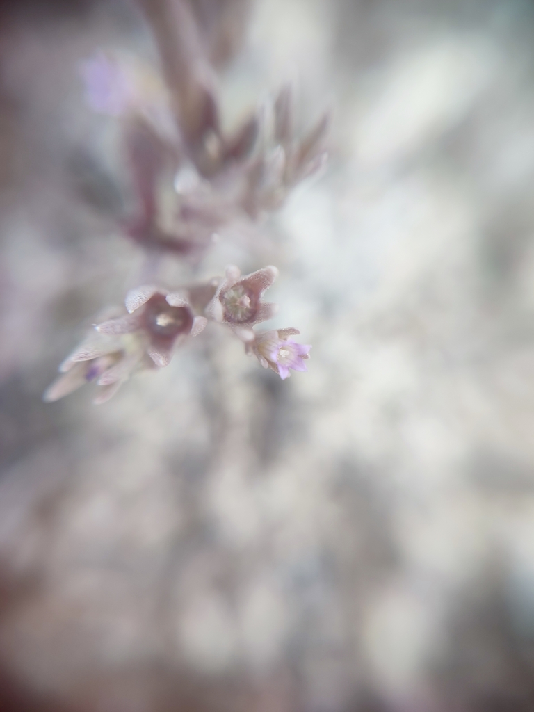 Campanula fastigiata (Campanula fastigiata)