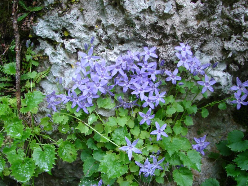 Campanula fenestrellata: Campanula fenestrellata